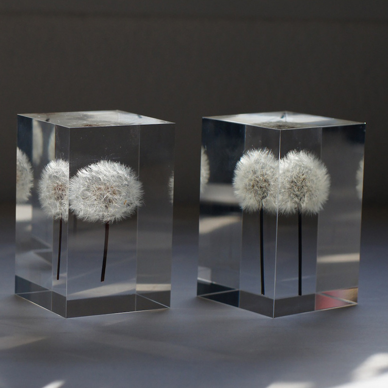 Illustration for article titled These Magical OLED Lamps Are Embedded With Real Dandelions